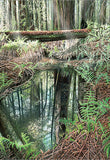 Sequoia Reflections - Kim Reid